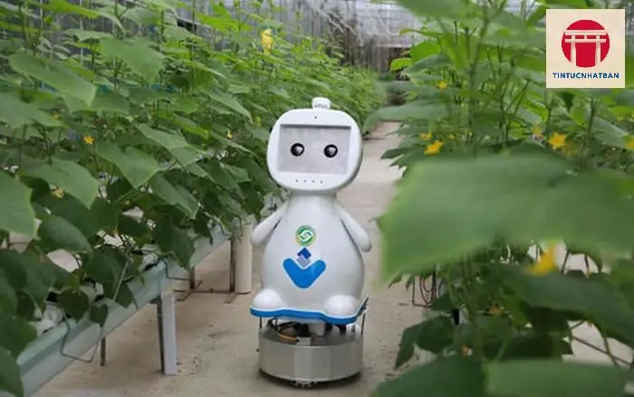 Robot thu hoạch trong nhà kính