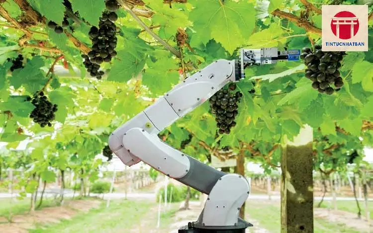 Công nghệ AI và robot trong nông nghiệp Nhật Bản