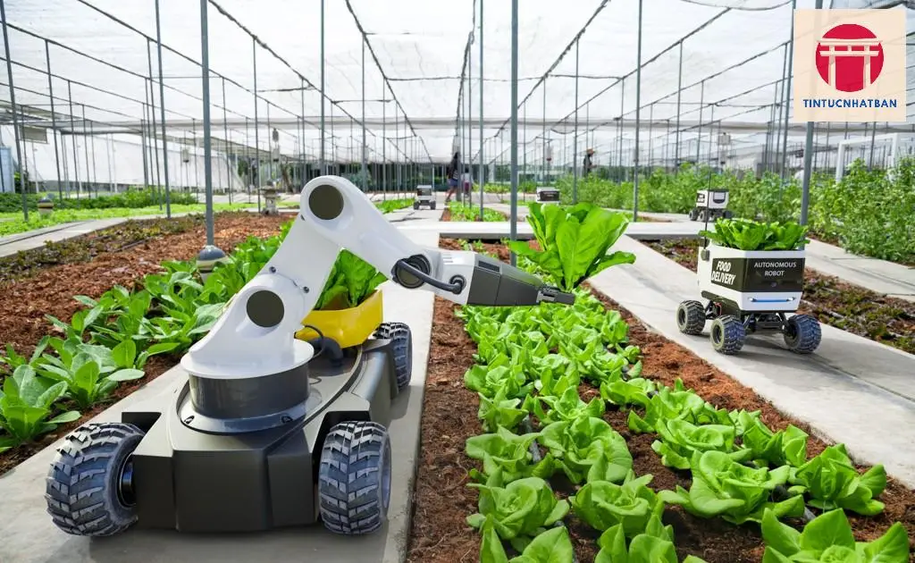 Tác động của công nghệ AI và robot trong nông nghiệp Nhật Bản