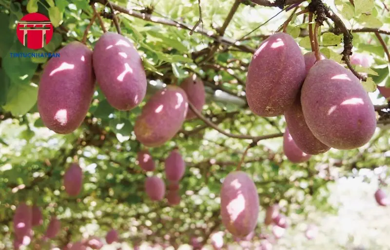 Đặc Điểm Của Trái Cây Akebi