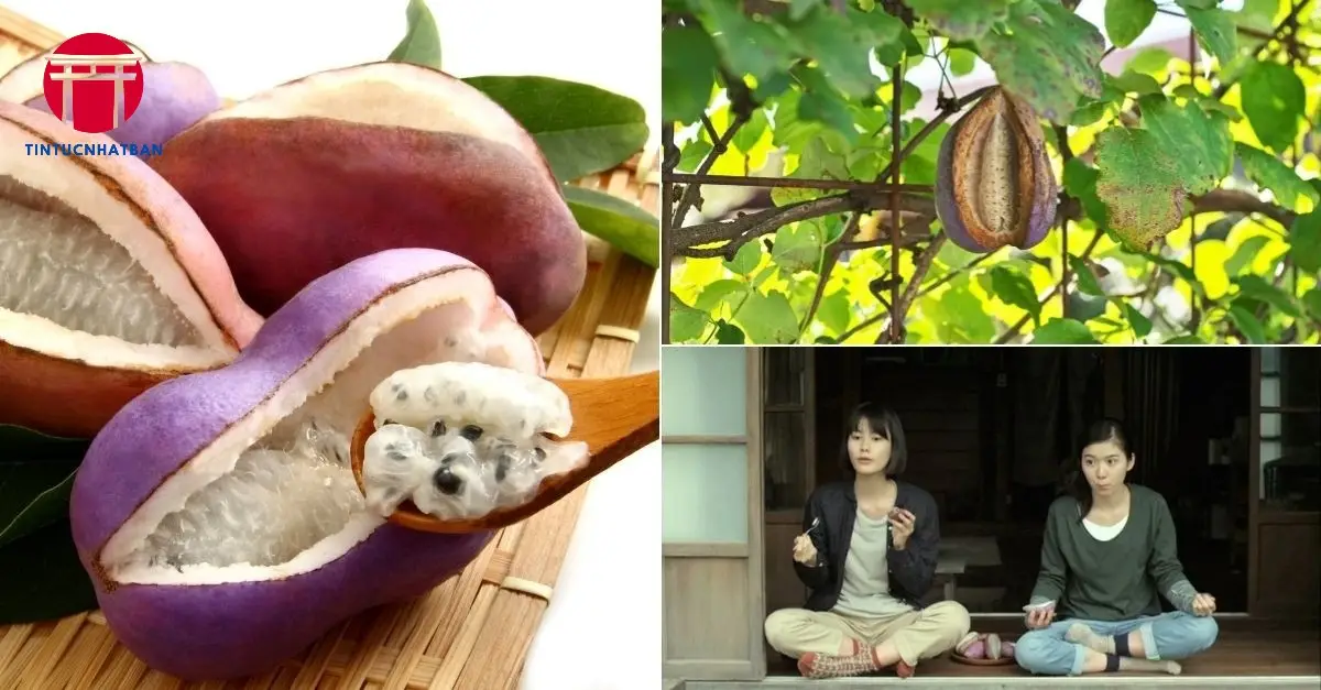 Giá Trị Dinh Dưỡng Của Akebi