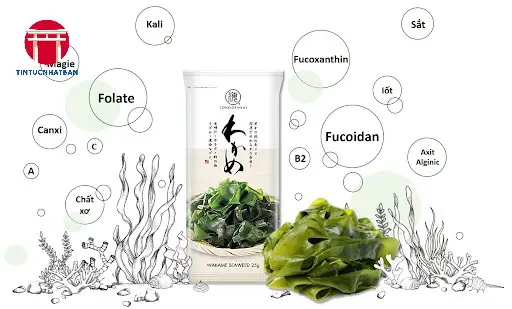 Công Dụng Chữa Bệnh