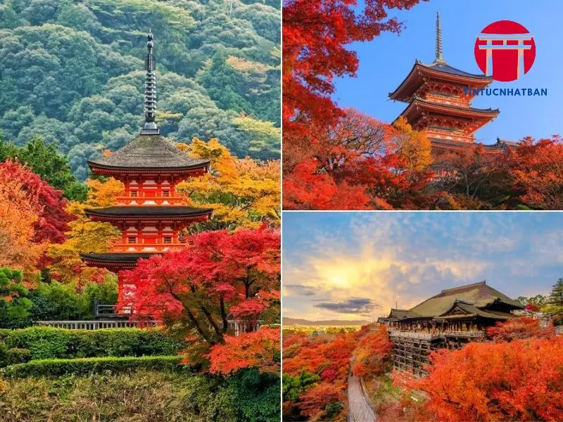 Gợi Ý Lịch Trình Du Lịch Kyoto Mùa Lá Đỏ