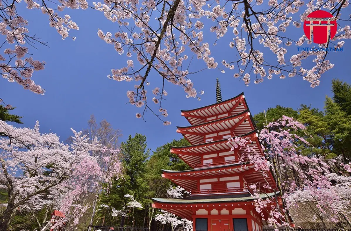 Thời Gian và Địa Điểm Tổ Chức Lễ Hội Hanami Thời Gian và Địa Điểm Tổ Chức Lễ Hội Hanami