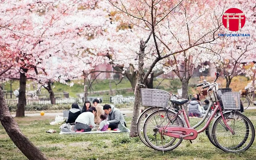 Các Hoạt Động Trong Lễ Hội Hanami Các Hoạt Động Trong Lễ Hội Hanami