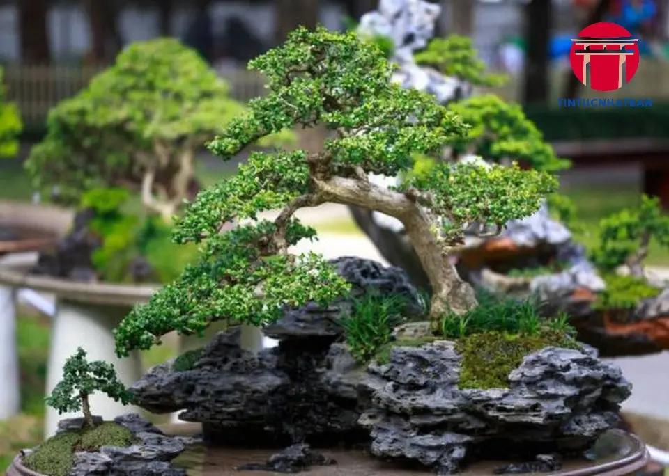 nghe thuat cay canh bonsai nhat ban 6933122b707b3