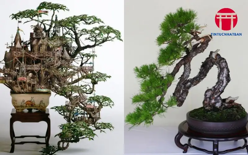 Các Loại Cây Phổ Biến trong Bonsai Nhật Bản