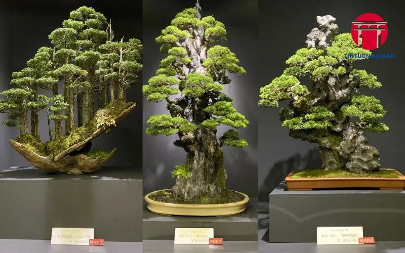 Dụng Cụ và Kỹ Thuật Chăm Sóc Bonsai Nhật Bản