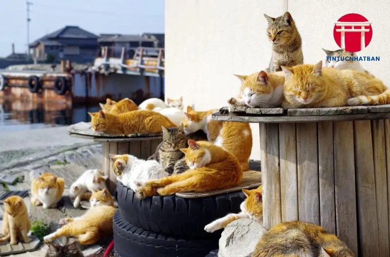 Ý Nghĩa Văn Hóa Của Mèo Trong Văn Hóa Nhật Bản Ý Nghĩa Văn Hóa Của Mèo Trong Văn Hóa Nhật Bản